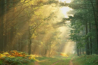 Forest Wallpaper Backgrounds PC