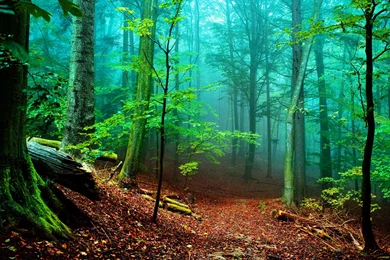 Nature Wallpaper: Scenic Forest Wallpapers HD HD Quality Resolution ...