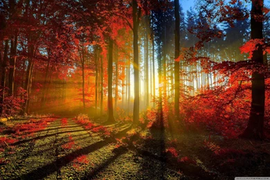 Full Hd Forest Wallpapers