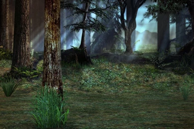 Forest Backgrounds   HD Wallpapers