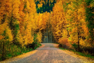 Forest Road Wallpapers   HD Wallpaper Backgrounds Of Your Choice