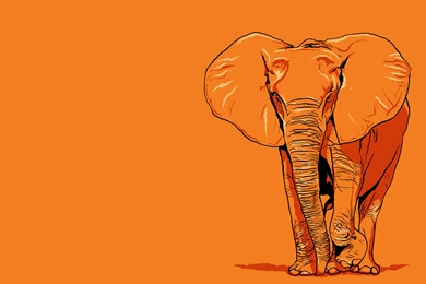 Elephant Wallpapers