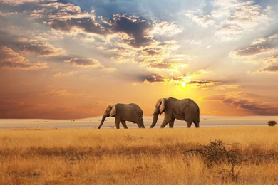 HD Elephants Wallpapers And Photos