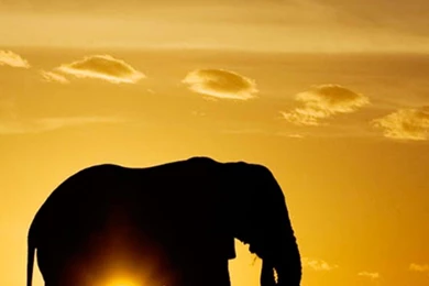 Download Wallpapers 750x1334 Elephants, Sunset, Nature, Silhouette ...