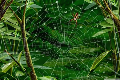 Spider On Web HD Desktop Wallpapers : High Definition : Fullscreen ...