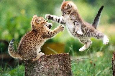Wallpapers Funny Kittens 1024x768