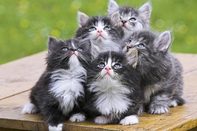 Images Of Cute Kittens