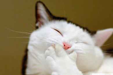 Funny Kittens Wallpapers 1280x800 (10)