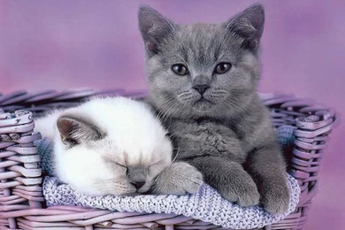 Funny Kittens WallpaperFunny Quotes Blog.com