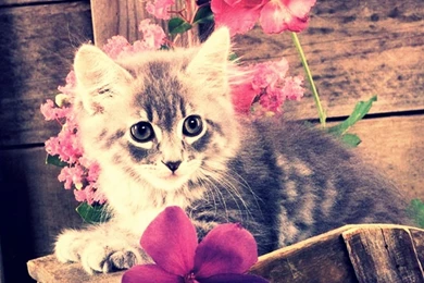 These Cute Kittens Will Make You Go Run To The Pet Store ...