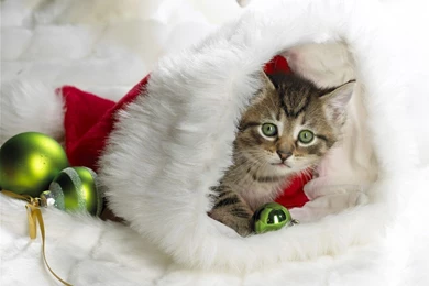 Cute Kitten Wallpapers In HD &Amp; Pictures Gallery