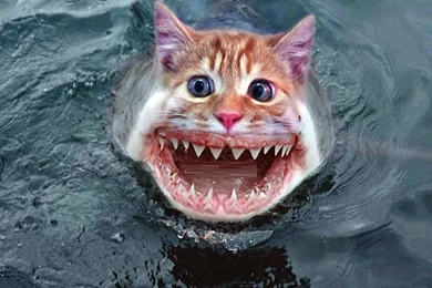 Funny Kitten Wallpapers Image ~ Snipping World!