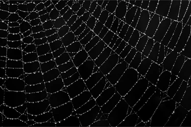 Spider Web Wallpapers   Wallpapers Zone
