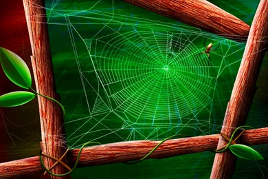 Spider And The Green Web Desktop Wallpapers