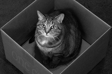 Schrödingers Cat Animals Cats Quantum Physics Wallpapers ...