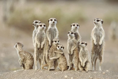 Beautiful Animal Wallpapers Hd Pictures One Hd Wallpapers Pictures ...