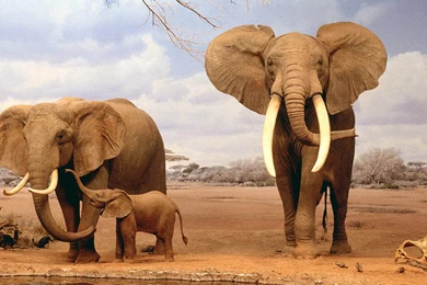 Elephant Animals Wallpapers HD