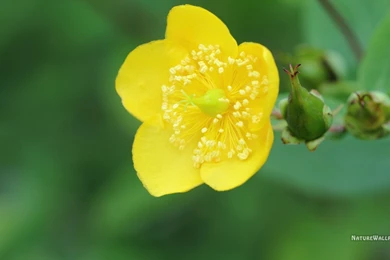 1360x768 Wallpapers Hypericum Kouytchense Photo Wallpaper Backgrounds