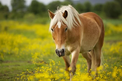 Horse Wallpapers