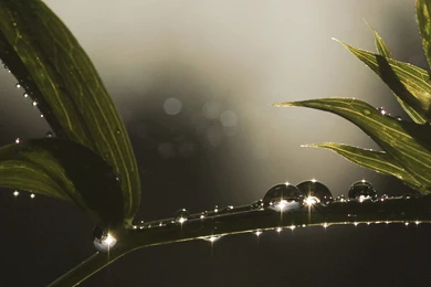 Brilliant Drops Of Dew On A Branch Wallpapers And Images ...