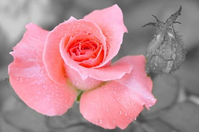 Flowers Rose Flower Dew Water Drops HD Wallpapers Wallpapers   (