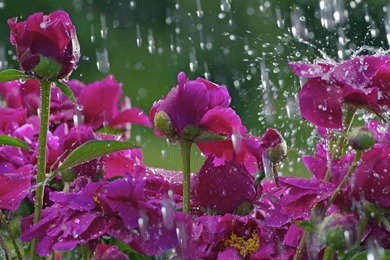 Wallpaper: Peonies, Water, Clearing, Drops, Flowers Wallpapers