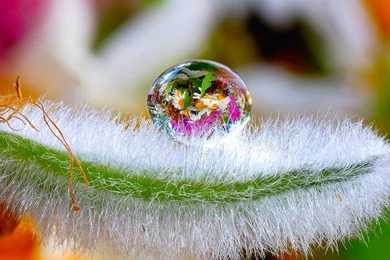 35123 Flowers In A Water Drop 1920x1080 Photography Wallpapers ...