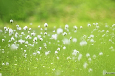 HD Widescreen Colorful Wildflowers : The Brilliant World Of Wild ...