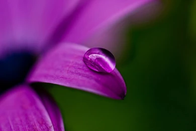 Top Water Drop On Flower Wallpapers