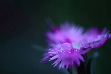 Water Drops On Purple Flower Wallpapers Free Water Drops On Purple ...