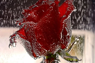 Water,rain Water Rain Flowers Drops Water Drops Roses 1024x768 ...