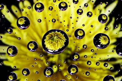 Flower Water Drop ReflectionSamsung Wallpapers Download