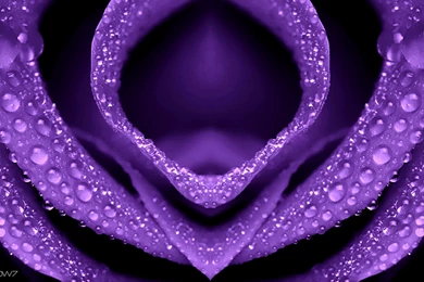 Water Droplets On Flowers Wallpaper_other_health Questions ...