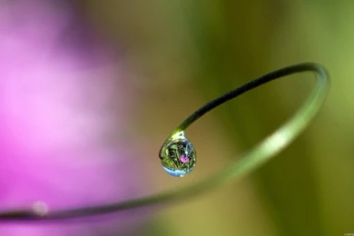 Plats Flower Reflection On Water Drop Wide HD Wallpapers   OmWallpapers