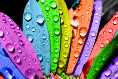 Wallpapers Rainbows Flower Rainbow Water Drops Colors Nature Free ...