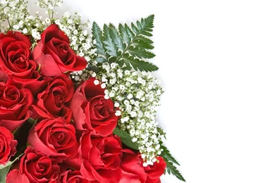 Brilliant Rose Desktop Wallpaper, Rose Flower Images, Rose ...