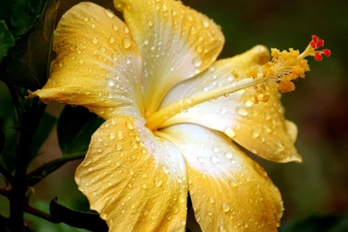 Flowers Water Drops Yellow Wallpapers