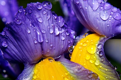 Flowers: Iris Christopher Coram Close  Purple Water Drops Macro ...