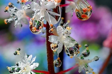 Wallpapers Planet: August 2011