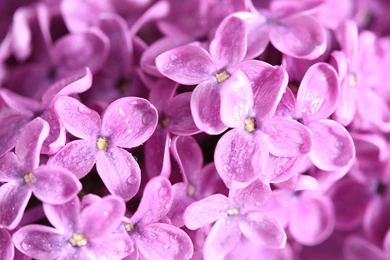 Purple Lilac Flowers Water Drops Hd Wallpapers   ImgMob