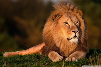 Lion HD Desktop Wallpapers : High Definition : Fullscreen : Mobile ...