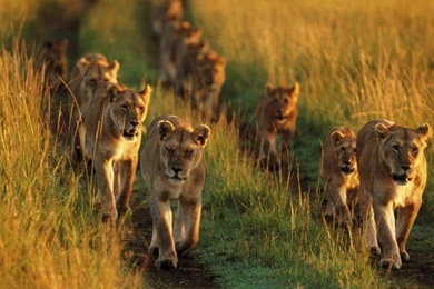 Lion Wallpapers HD Free Download   HD Great Images