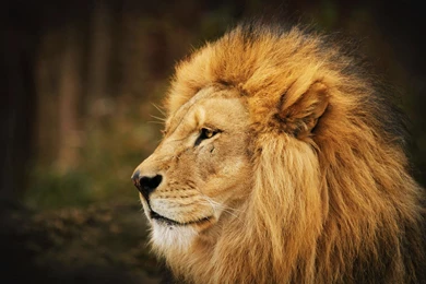 Lion wallpaper 33.jpg