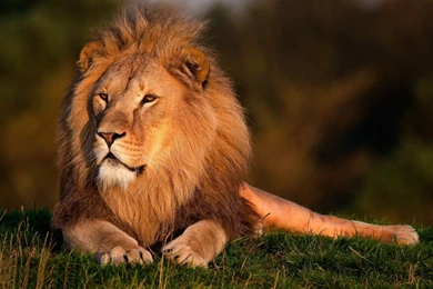 Keyword: Lion   Wonderful HD Wallpapers   WallpaperLayer.com