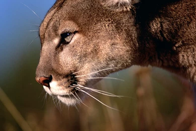 Wallpapers Of The Day: Mountain Lion