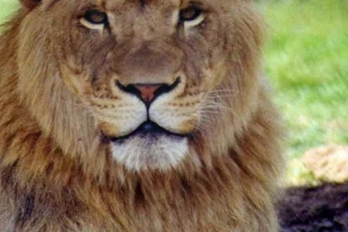 Lion Wallpapers   Android Apps On Google Play