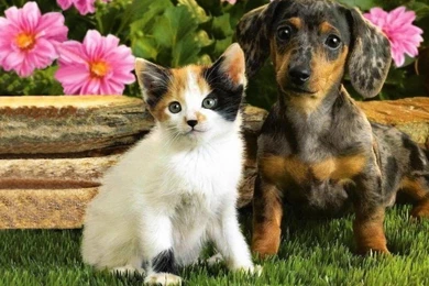 Kittens Puppies Teddybear64 Wallpapers 16751528 Fanpop   PetPictures