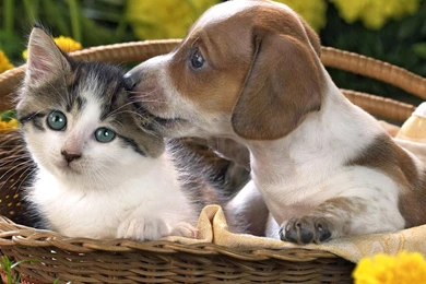 Puppy, And, Kitten, Animal Wallpaper, Hd Dog Photos, Puppies, Pets ...