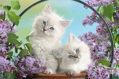 Photos Puppies Kittens Two In Basket Of Flowers Wallpaper, HQ ...