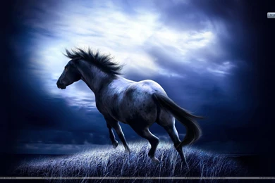 Horses Wallpapers, Photos & Images In HD